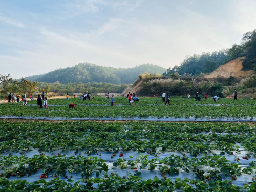 九龍生態(tài)園7月、8月水果采摘有哪些